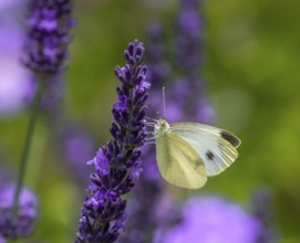 Macro of a white cabbage butterfly on a purple lavender flower