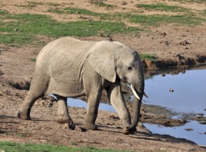 A female African Elephant in the Addo Park, South Africa, Africa
