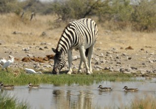 A Burchells Zebra (Equus quagga burchelli) in the Etosha Park, Namibia, Africa
