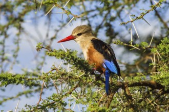 Grey-headed Kingfisher on an acacia branch in Samburu Park in central Kenya