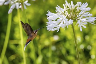 Planalto hermit hummingbird in flight to a white flower to suck nectar, wings backwards against
