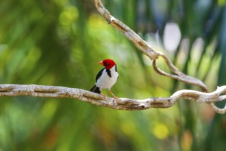 Yellow-billed Cardinal perched on a branch against bokeh green background, Pantanal Wetlands, Mato