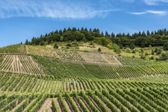 Vineyard and blue sky at the German Countryside, Mehring, Germany, Europe