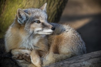 Arctic fox