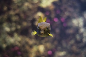 Tropical fish