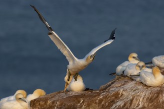 A gannet flies off from a cliff top on Heligoland, with breeding animals next to it