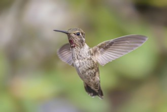 A single hummingbird is captured in flight in northern California