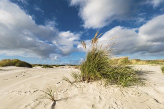 Landscape with dunes on the island of Amrum