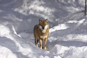 Wolf, Canis lupus, gray wolf