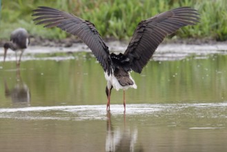 Black stork in the water