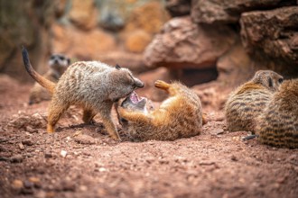 Two meerkat (Suricata suricatta) playing in a sandy environment with rocks in the background and