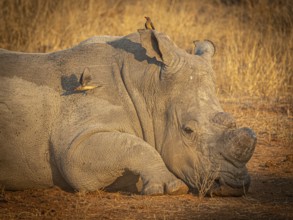 Reclining white rhinoceros (Ceratotherium simum) with sawed-off horn and oxpecker star (Buphagus)