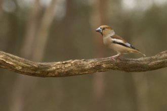 Hawfinch (Coccothraustes coccothraustes)