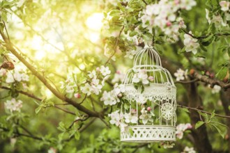 Bird cage on the apple blossom tree in sunset