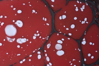 Beautiful abstract art of Ebru marbling painting techniques on water with paints