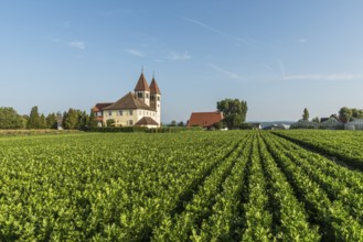 Church of St Peter and Paul, Reichenau Island, UNESCO World Heritage Site, Niederzell, Lake