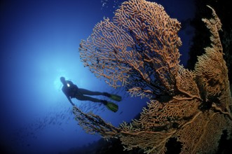 Diver and gorgonian corals, Egypt, Hurghada, Red Sea, Africa