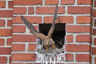 Common Kestrel feeding its young
