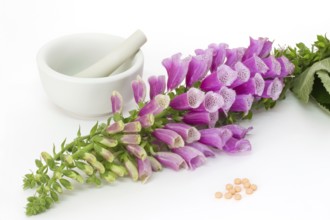 Common foxglove with mortar, pestle and pills over white background Common foxglove with mortar,
