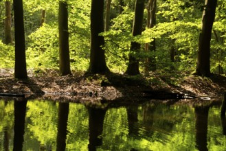 Trees reflecting in a pond in the Dutch nature reserve Waterloopbos near Kraggenburg in the