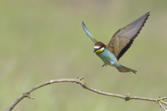 European bee-eater (Merops apiaster)