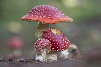 Fly agaric (Amanita muscaria)