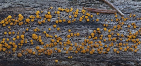 Lemon yellow wood cup (Bisporella citrina)
