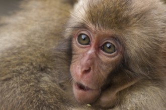 Japanese macaque (Macaca fuscata)