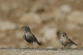 Cracker Lark (Ramphocoris clotbey)