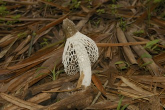 Veil lady (Dictyophora indusiata)