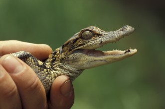 Baby alligator (Alligator mississippiensis)