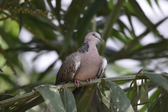 Pearl-necked Pigeon (Streptopelia chinensis)