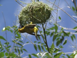 Cabani weaver (Ploceus intermedius)