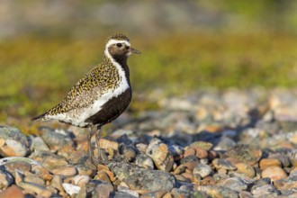 Golden plover, (Pluvialis apricaria), Charadrius apricaria, plover family, Varanger, Finnmark,