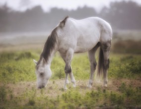 A Horse grazes in a pasture on a foggy afternoon, Northern California, USA, North America