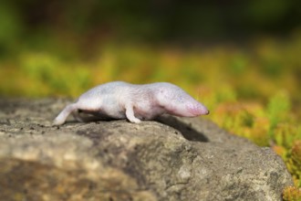 Very young house shrew wandering around