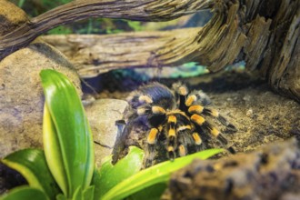 Red-knobbed tarantula, Dresden, Saxony, Germany, Europe