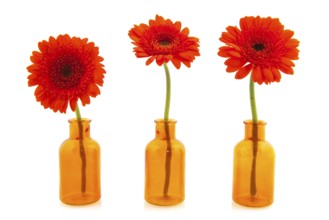 Orange Gerber flowers in little glass vases