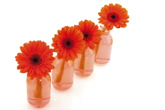 Orange Gerber flowers in a row glass bottles