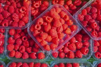 Fresh raspberries in trays on a market stall for sale, Bremen, Germany, Europe