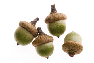 Acorns isolated on white, poland