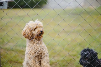 Two dogs behind a wire fence, one with curly fur and the other black, looking out