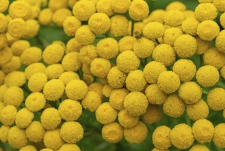 Close-up of the yellow flowers of tansy (Tanacetum vulgare), which form a dense, detailed pattern,