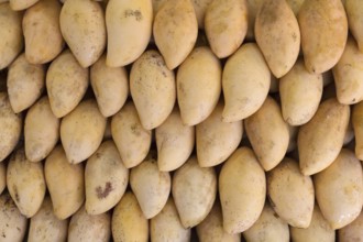 Fresh yellow mango on the market in Thailand