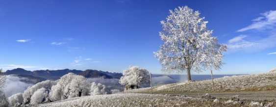 Thawing hoarfrost on solitary tree, winter lime tree, Wisen, Solothurn, Switzerland, Europe