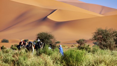 Group of people and camels crossing hilly, sandy desert with scattered greenery, Tuareg with his