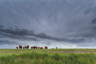 Few cows on pasture and stormy sky, Netherlands
