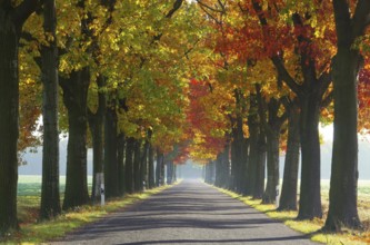 Avenue in autumn, avenue in fall 28