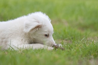 Collie-Labrador mix puppy in the grass