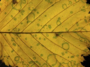 Full frame close up of a yellow autumn leaf showing veins and cells with green mottled spots